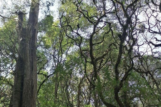 Round Trip to Menagesha Suba Forest Park - Key points to know before booking
