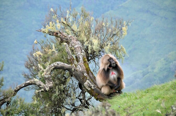 Simien Mountains – 4 Days - Key points to know before you book
