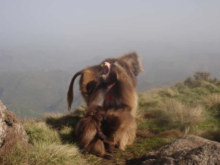 Simien Mountains One Day Trip:Wildlife Spotting,Hiking Tour - Key points before you book