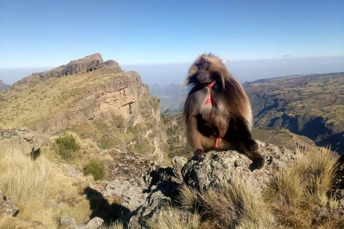 Simien Mountains Trekking Adventure - Key points to know before booking