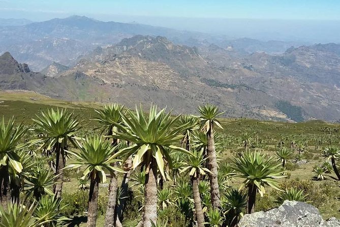 Tour 11 monolithic rock churches & museum in Lalibela & cave church with mummies - Walking, comfort, and practical preparation