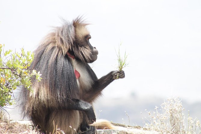 Trekking in Ethiopia's Lalibela Wollo Highland 4 Days / 3 Nights - Booking Details and Cancellation Rules